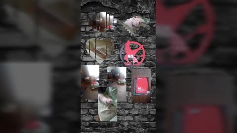 afternoon video