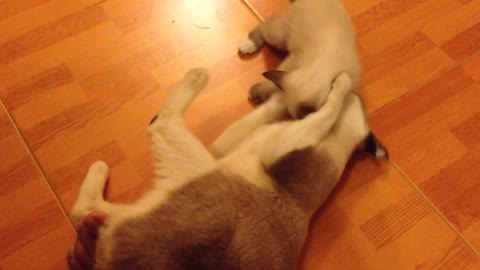 kitten wanting to suck