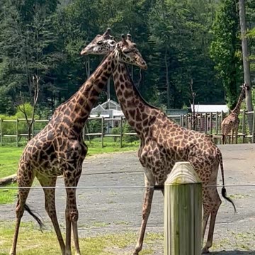 Giraffes, Supermodels of the Animal World #nature #animals #giraffes