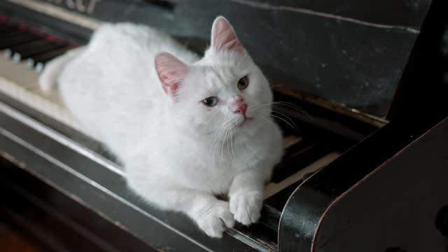 Cat thinks to play piano BUT Confused!!!!