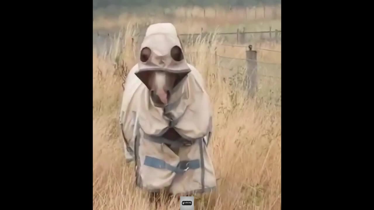 Funny Animals Videos_ Adorable Pets Who Can’t Stay Out of Trouble