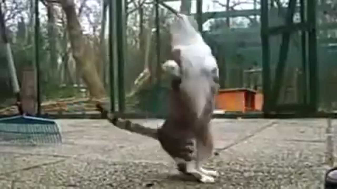 Funny Cat Videos