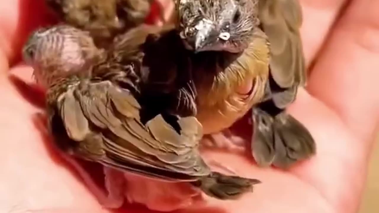 Man rescues baby bird fallen from the tree