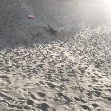 Kid on red boogie board going down sand hill eats it and face plants into sand