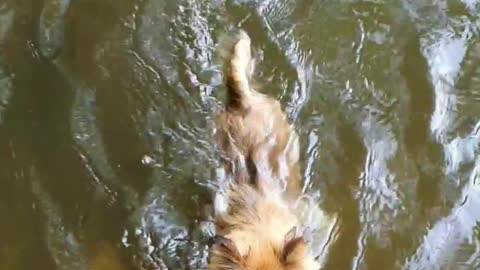 Little dog is swimming