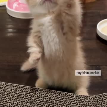 OMG So Cute Cat Video ❤ #cat #kittens #short