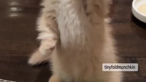 OMG So Cute Cat Video ❤ #cat #kittens #short