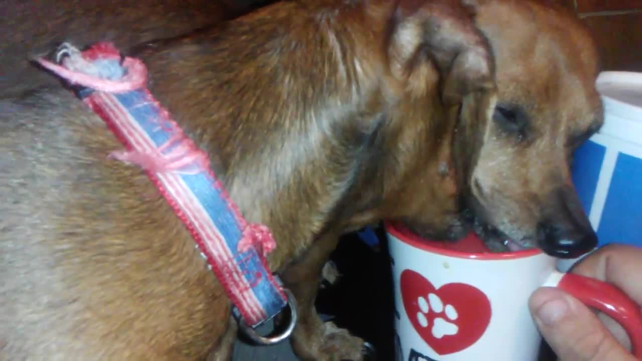 Two dachshund's drinking water out of a cup.