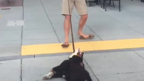 Black dog dragged across busy sidewalk by leash