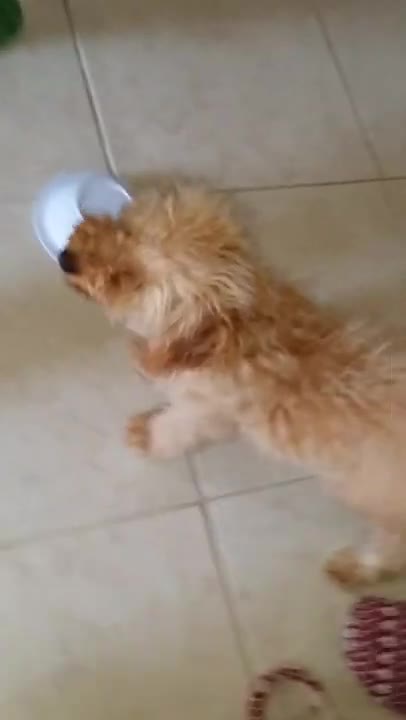 Puppy Wins Shell Game