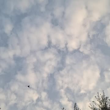 Slow Motion Bird Flying