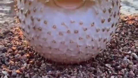 Tetraodontidae #shorts #shortsvideo #video #viral