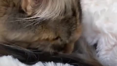 Funny cat video