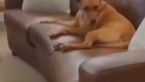 Dog and cat fight cute funny videos