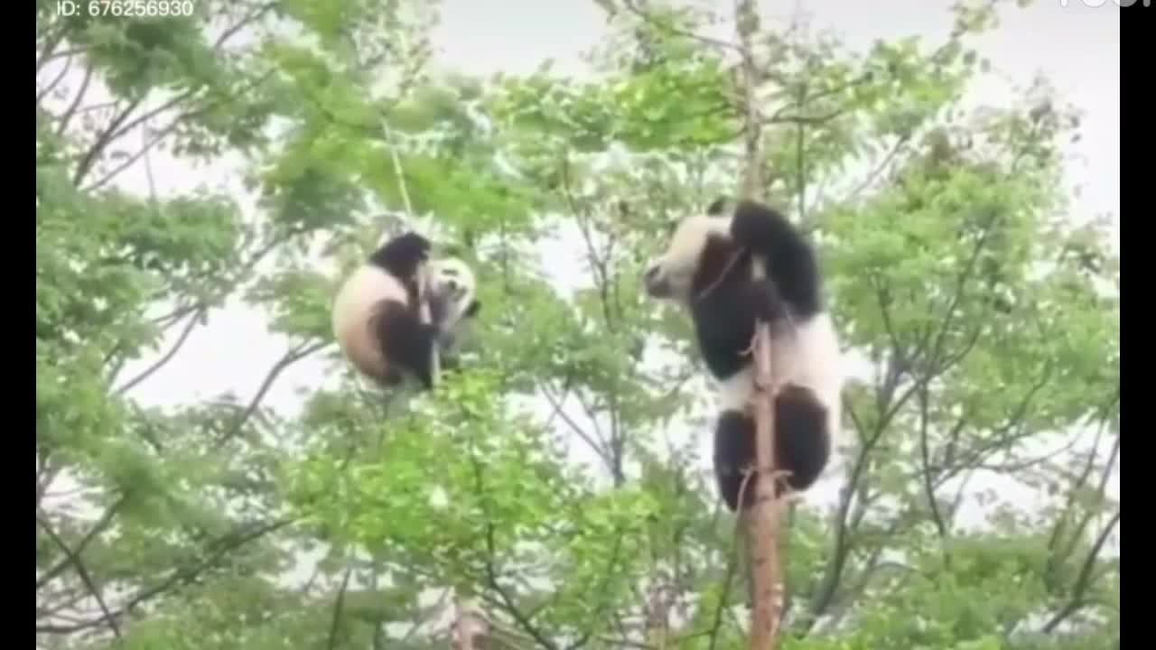Funny moments of pandas