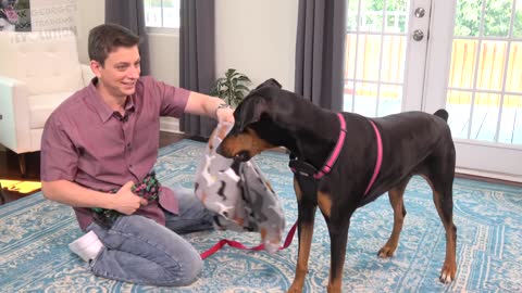 How to Teach your Dog to Bring You Things THE EASY WAY