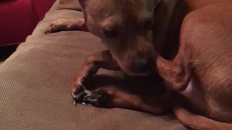Brown dog trying to bite the window light