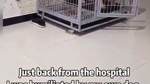 Lol Dog imitating his owner wah!!!