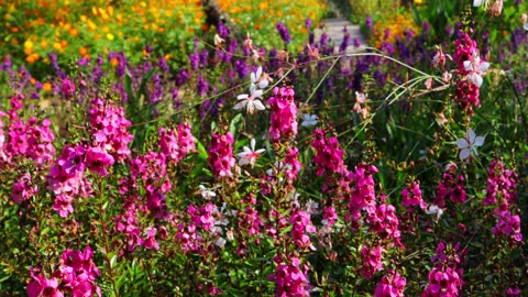 The meadow is full of pink angelonia flowers