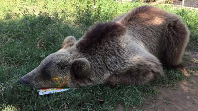 Brown Bear painting his masterpiece