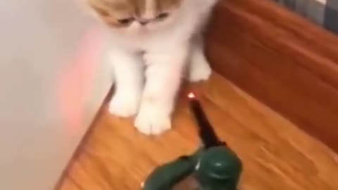 Funny Cat and soldier toy