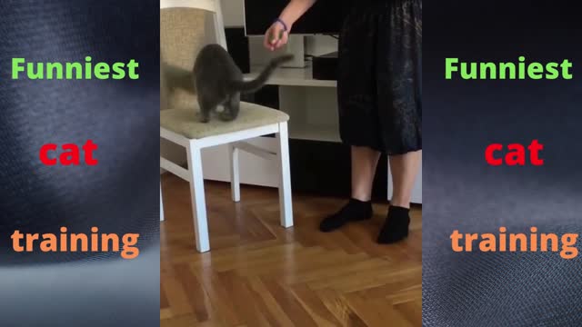 Funniest cat training - Funny cats