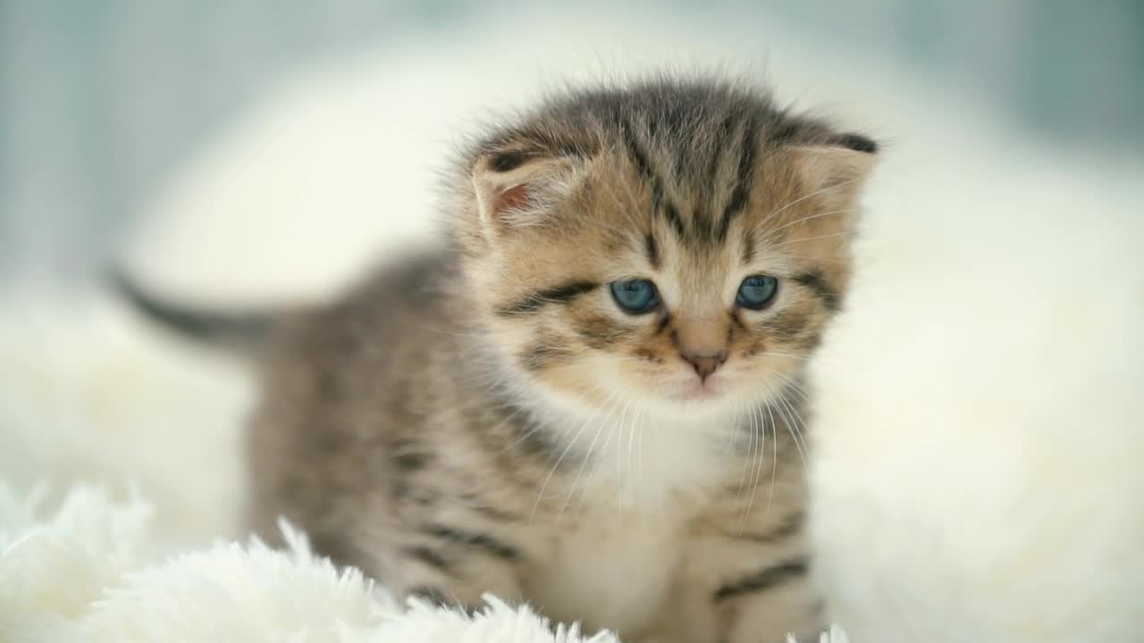 Little kitty on a blanket nice cute cats