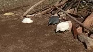 group of roosters graze