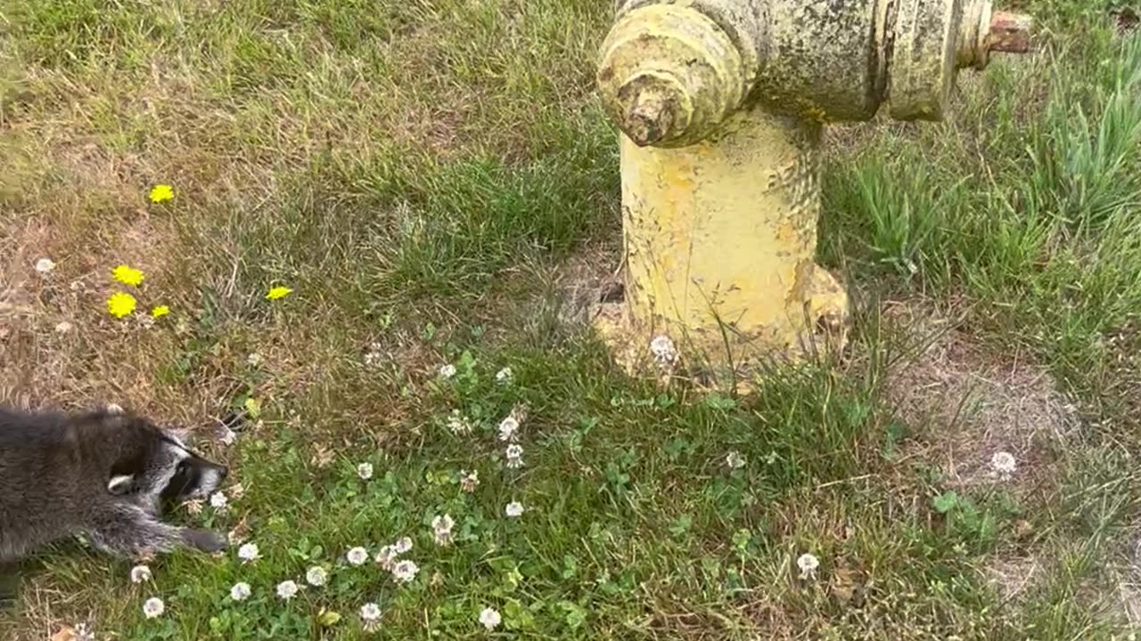 Baby Raccoon Isn't Sure About Fire Hydrant