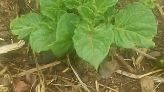 Garden plants may 2023
