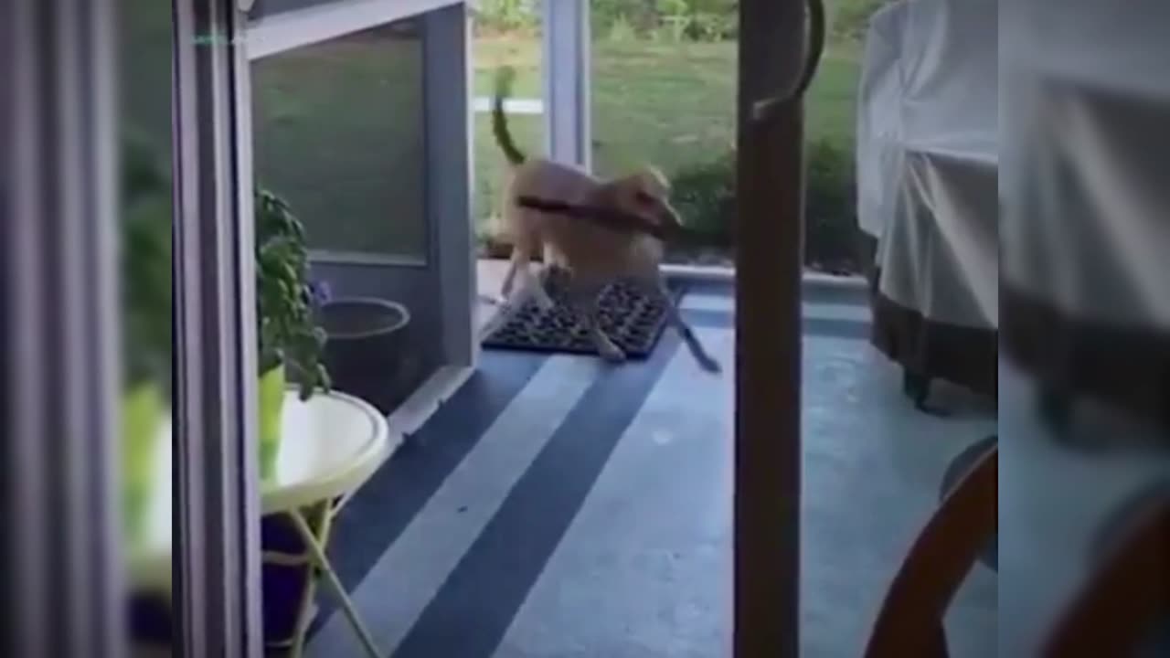 Funny Animals Complation