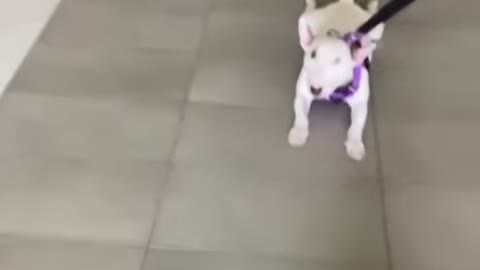 Cute Little Dog Like to slide on Floors!