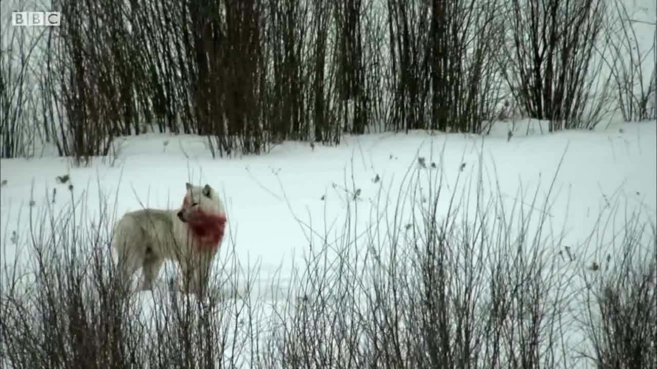 Wolf Pack Hunts Buffalo Herd | BBC Earth