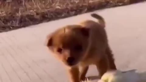 Dog Playing with a Cockatiel