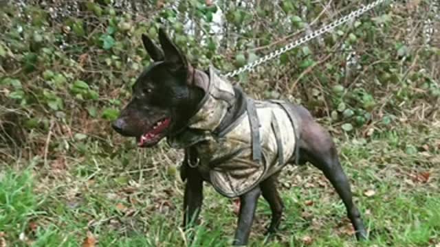 Working Bull Terrier - Vanelle Kennel 2021