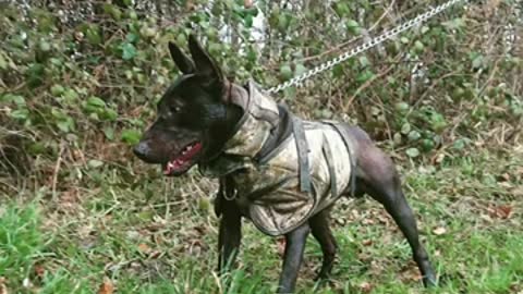 Working Bull Terrier - Vanelle Kennel 2021