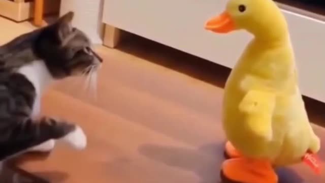 Cat Shows toy duck whose boss