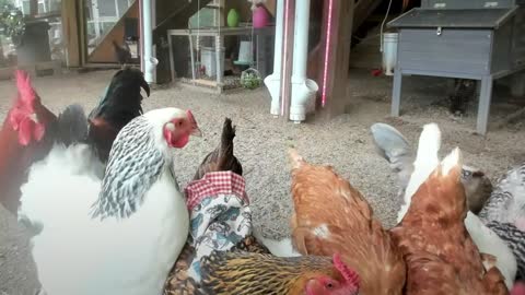 Ain't Nobody Here But Us Chickens