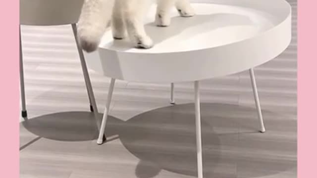 Very Adorable White Cat Playing Sponge 🥰🥰🥰🥰🥰 |