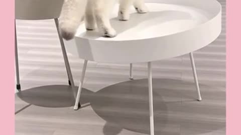 Very Adorable White Cat Playing Sponge 🥰🥰🥰🥰🥰 |