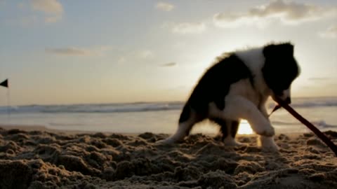 A Puppy Playing Tug funny moment record by camera