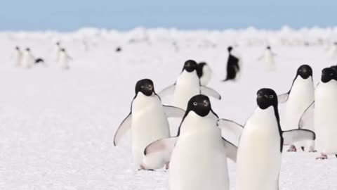 Adélie penguin 🐧