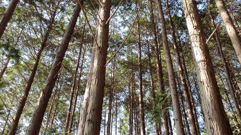 Cypress Tree Forest in Topia Land Garden in Namhae