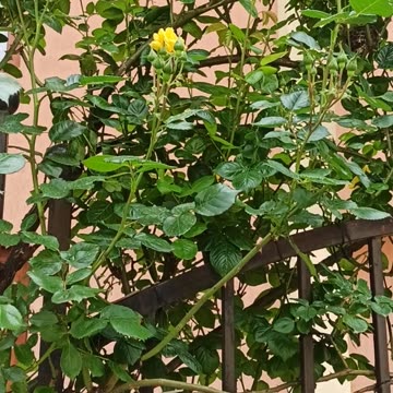 Red and yellow roses