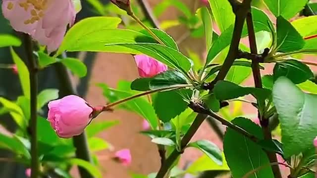 Begonia flowers bloom in the spring season and in the warm sunshine,