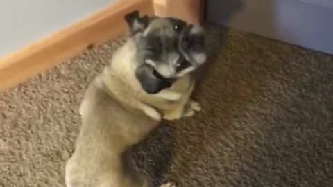 Guy walks up to small pug staring at a blue door