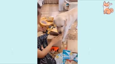 Fun and entertaining Dogs