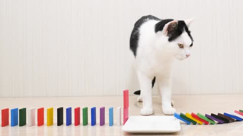 Cats and Domino,The cats are really educated