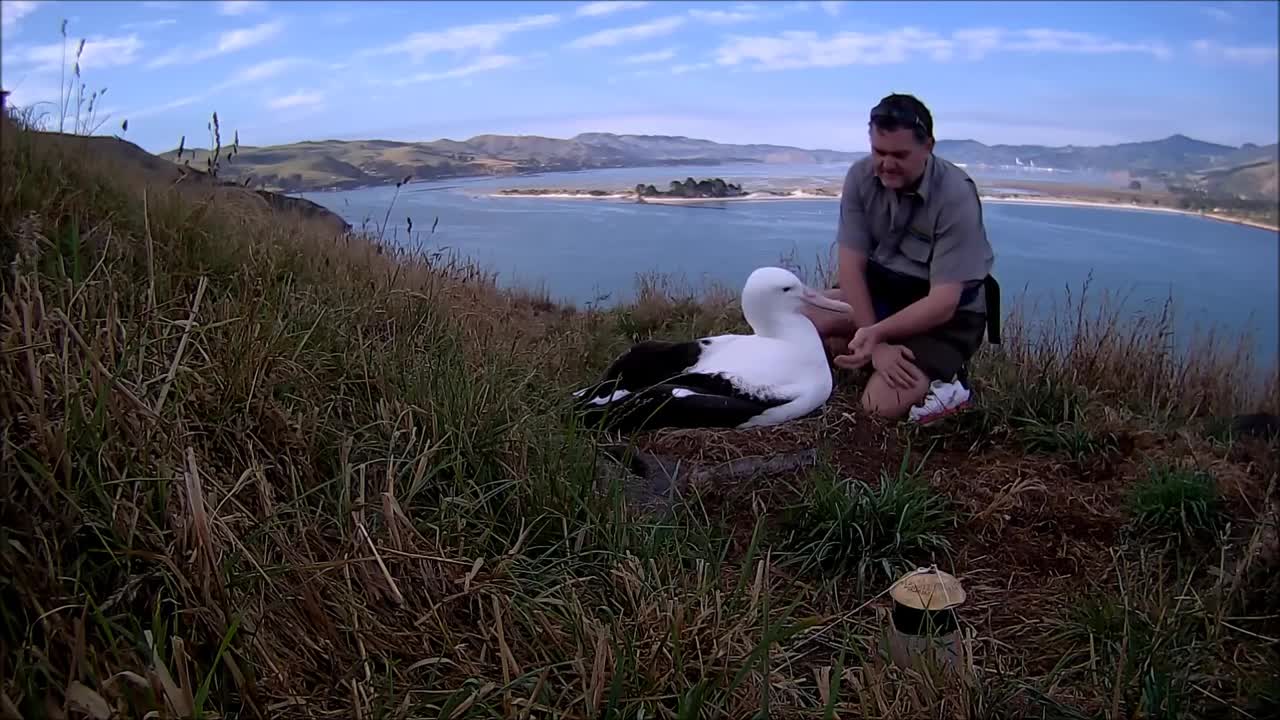 Weighing the Chick Albatross