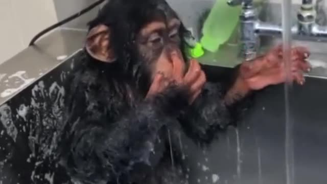 Chimpanzee's First Bath Chimpanzees Taking a Shower Clever and Cunning Chimpanzee